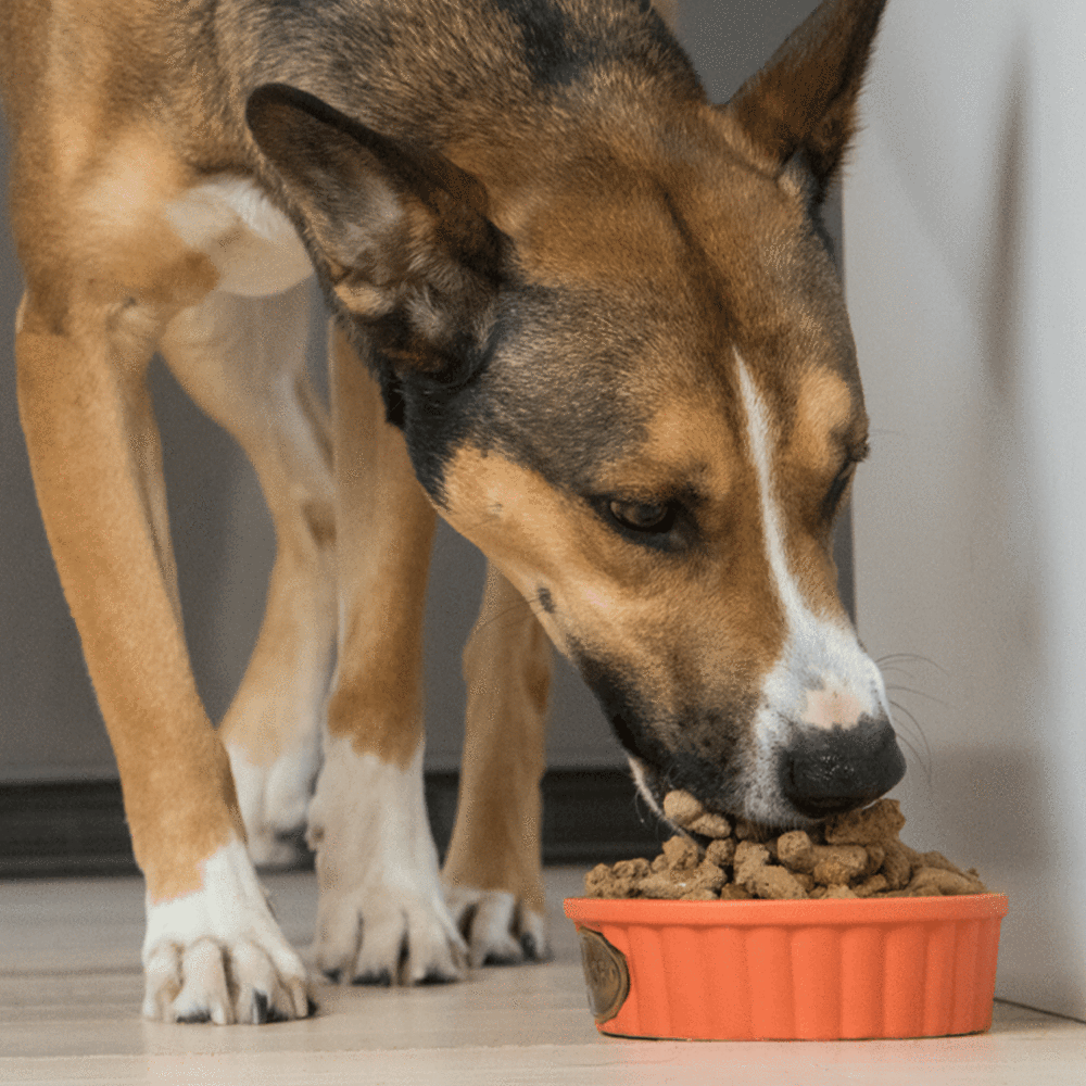 Open Farm Farmers Table Pork Freeze Dried Dog Treats Gulf Coast